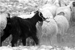 הכבשה השחורה